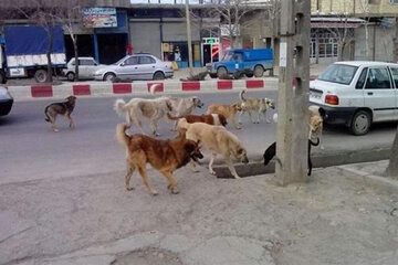جمع آوری سگ های بلاصاحب در دستور کار شهرداری تنکابن